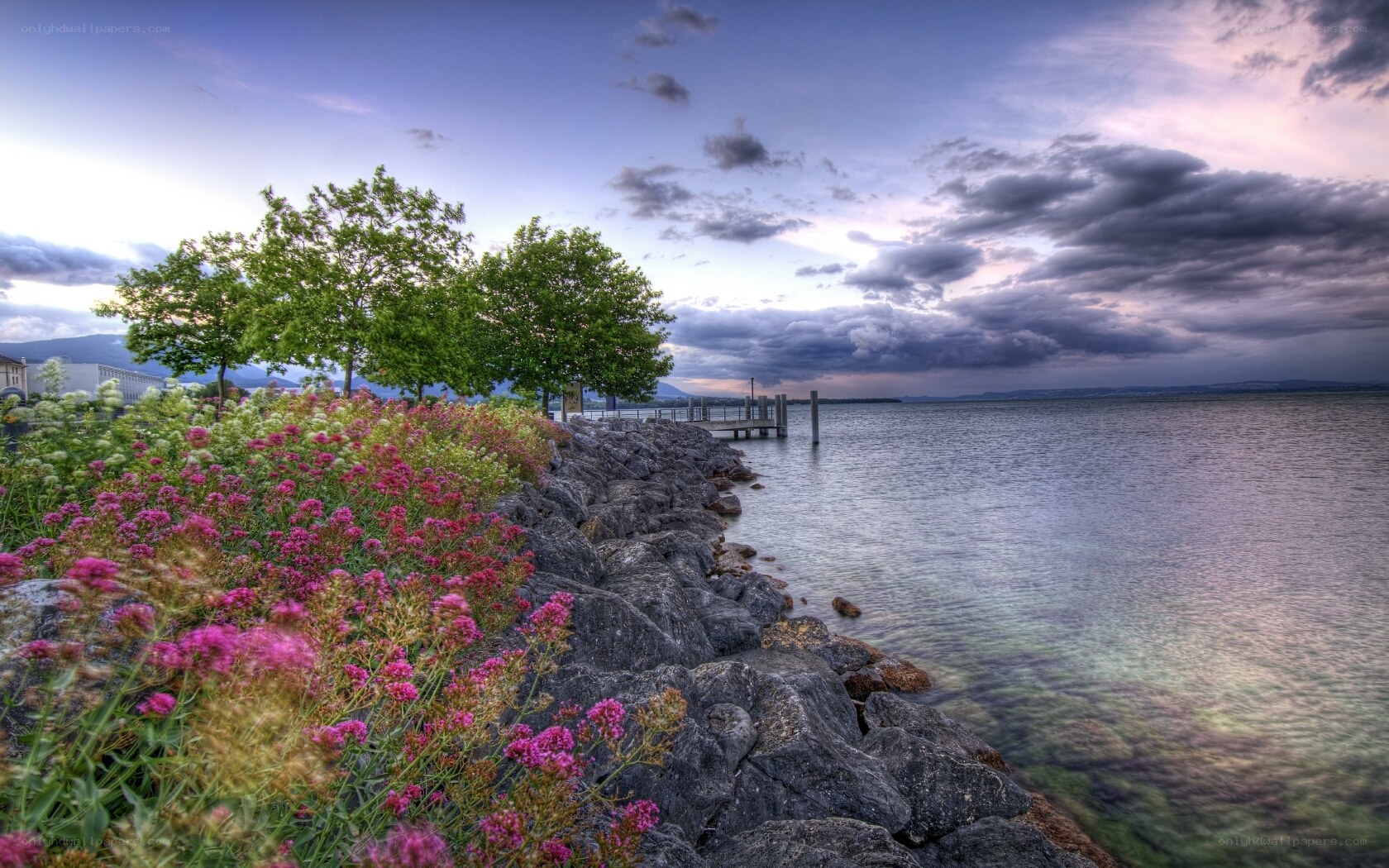 Flowers by the lakeside at dusk