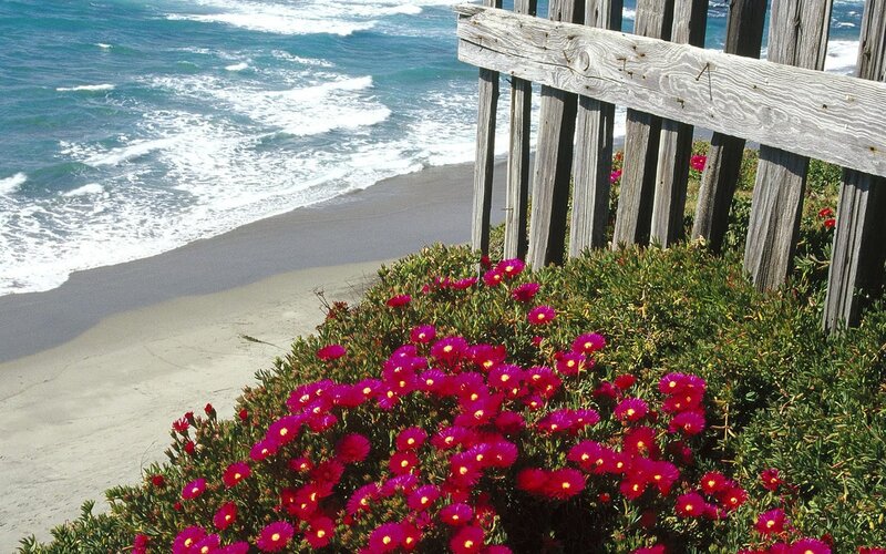 Flowers by the ocean shore
