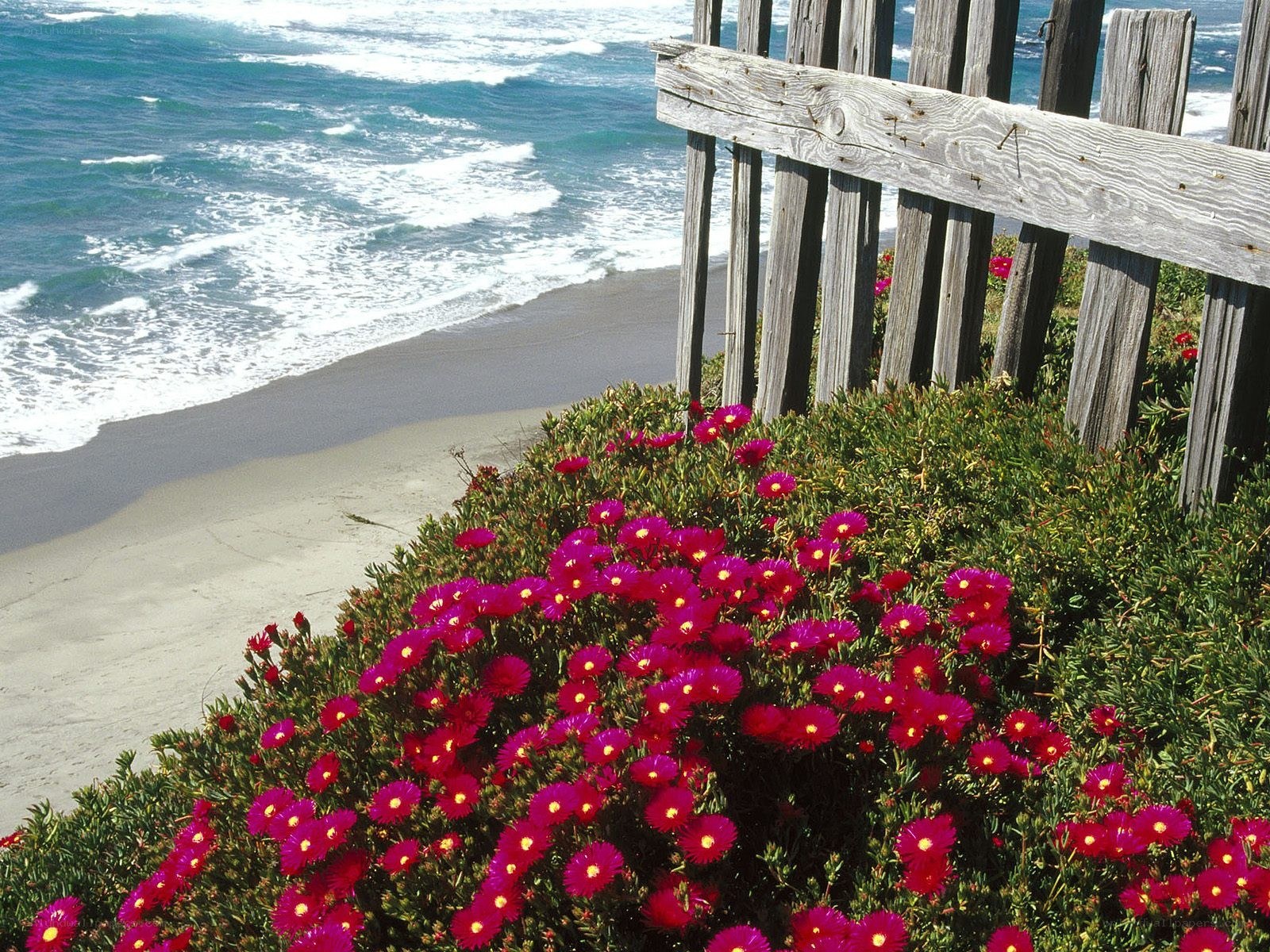 Flowers by the ocean shore