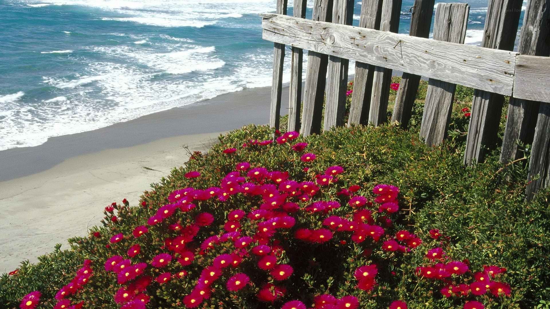 Flowers by the ocean