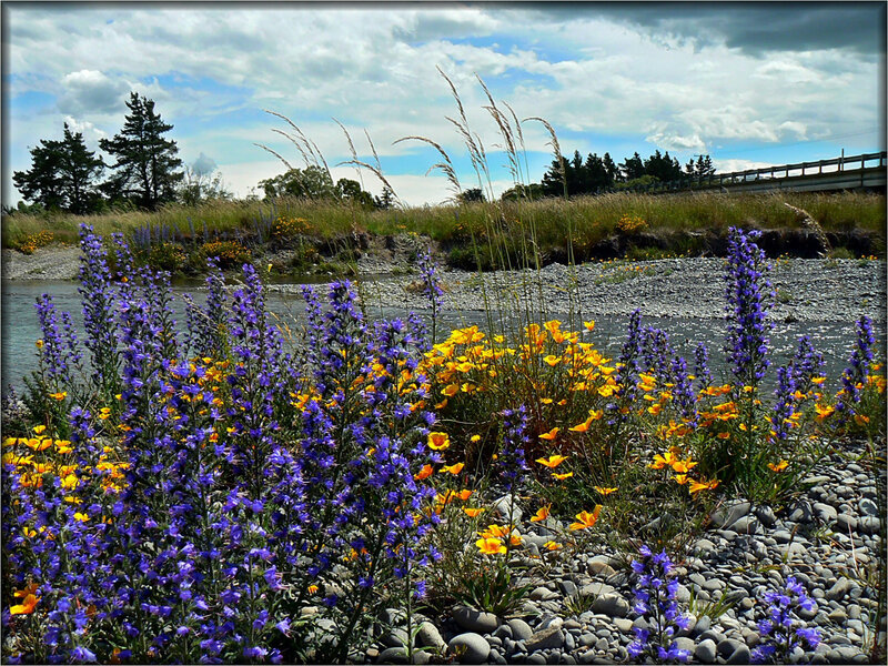 Flowers by the riverbank