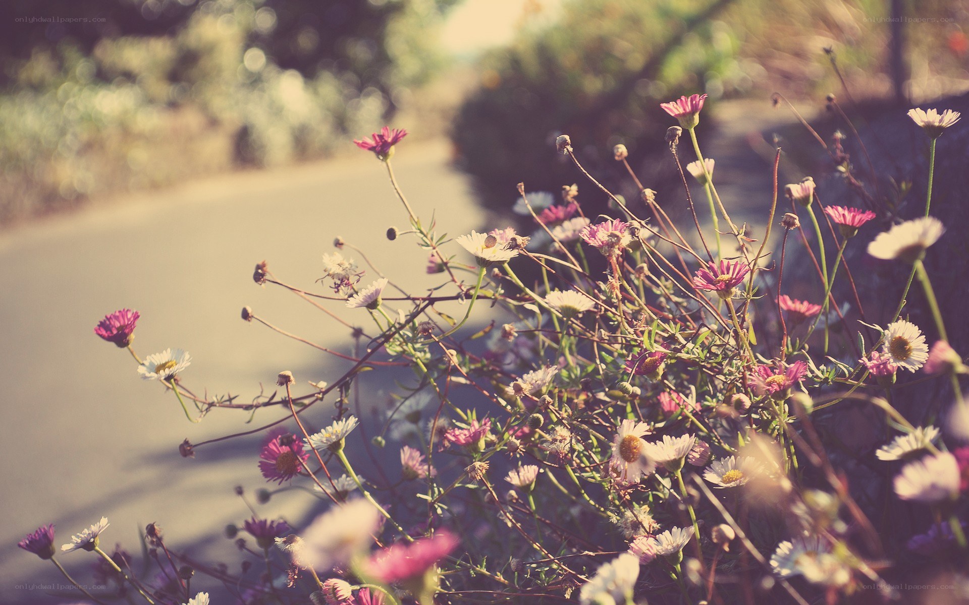 flowers by the roadside
