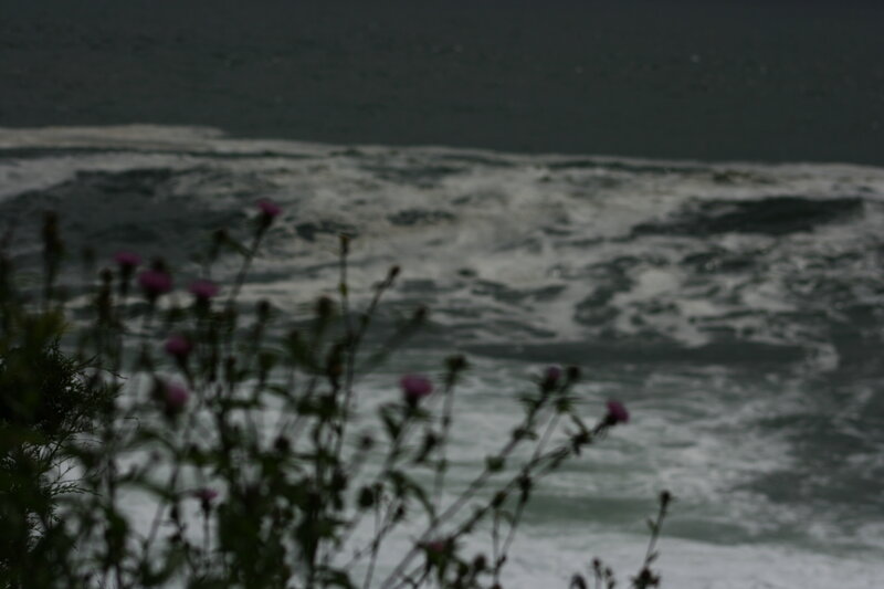 flowers by the sea
