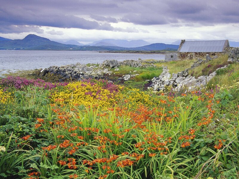 Flowers by the sea in Scotland