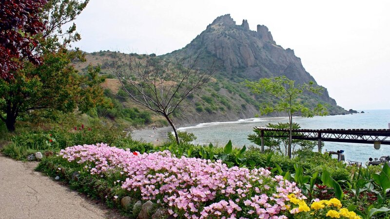 Flowers by the sea with a rocky cliff