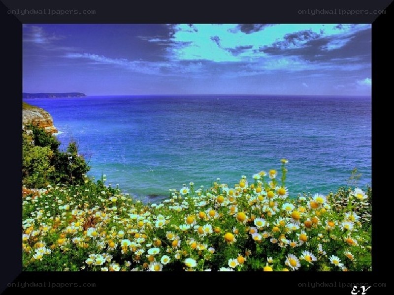 Flowers by the Sea