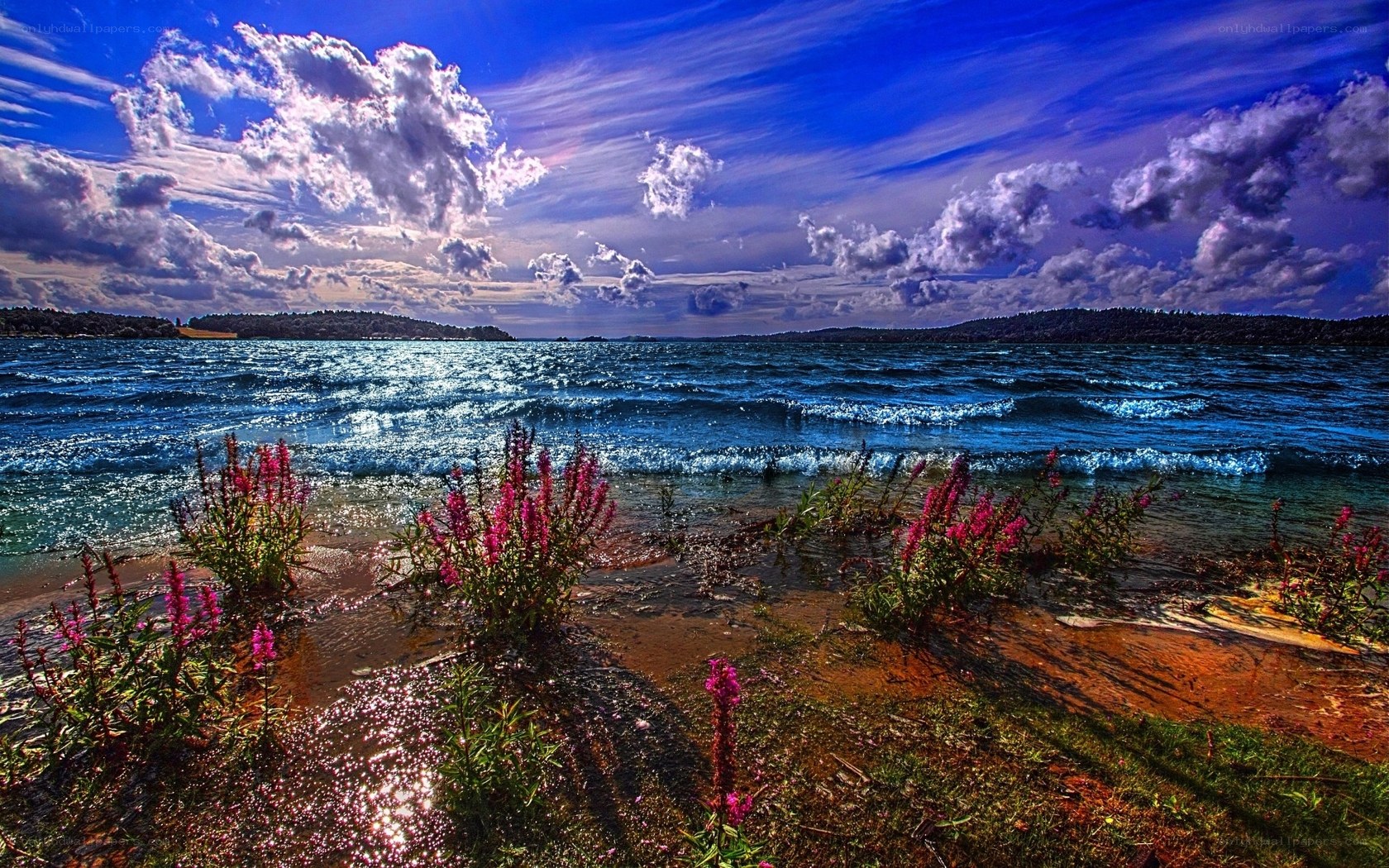 Flowers by the Seashore