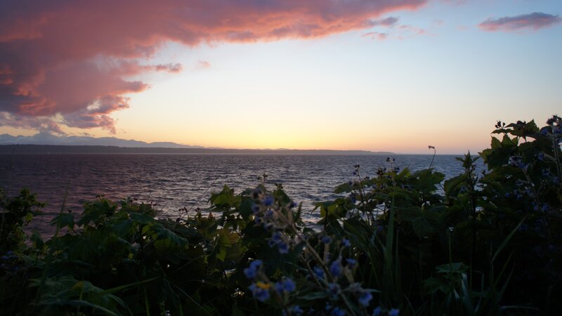 Flowers by the Water — Purple, Serene