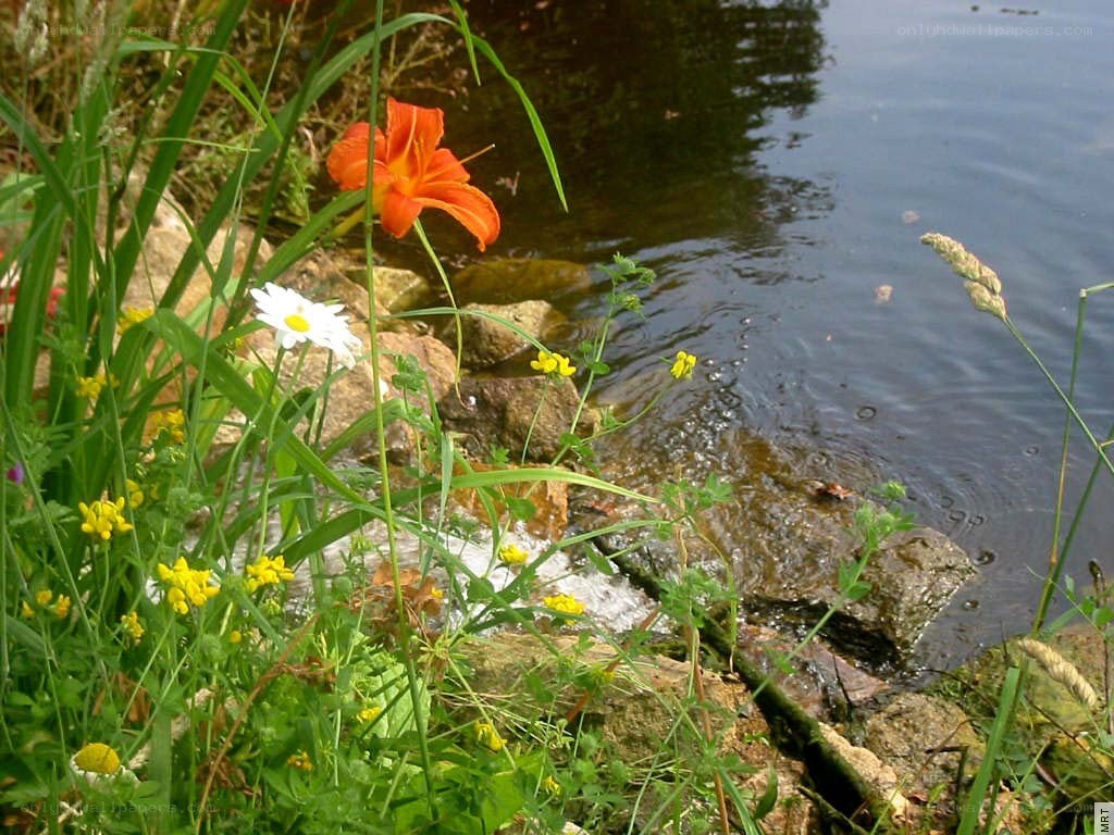 Flowers by the water's edge