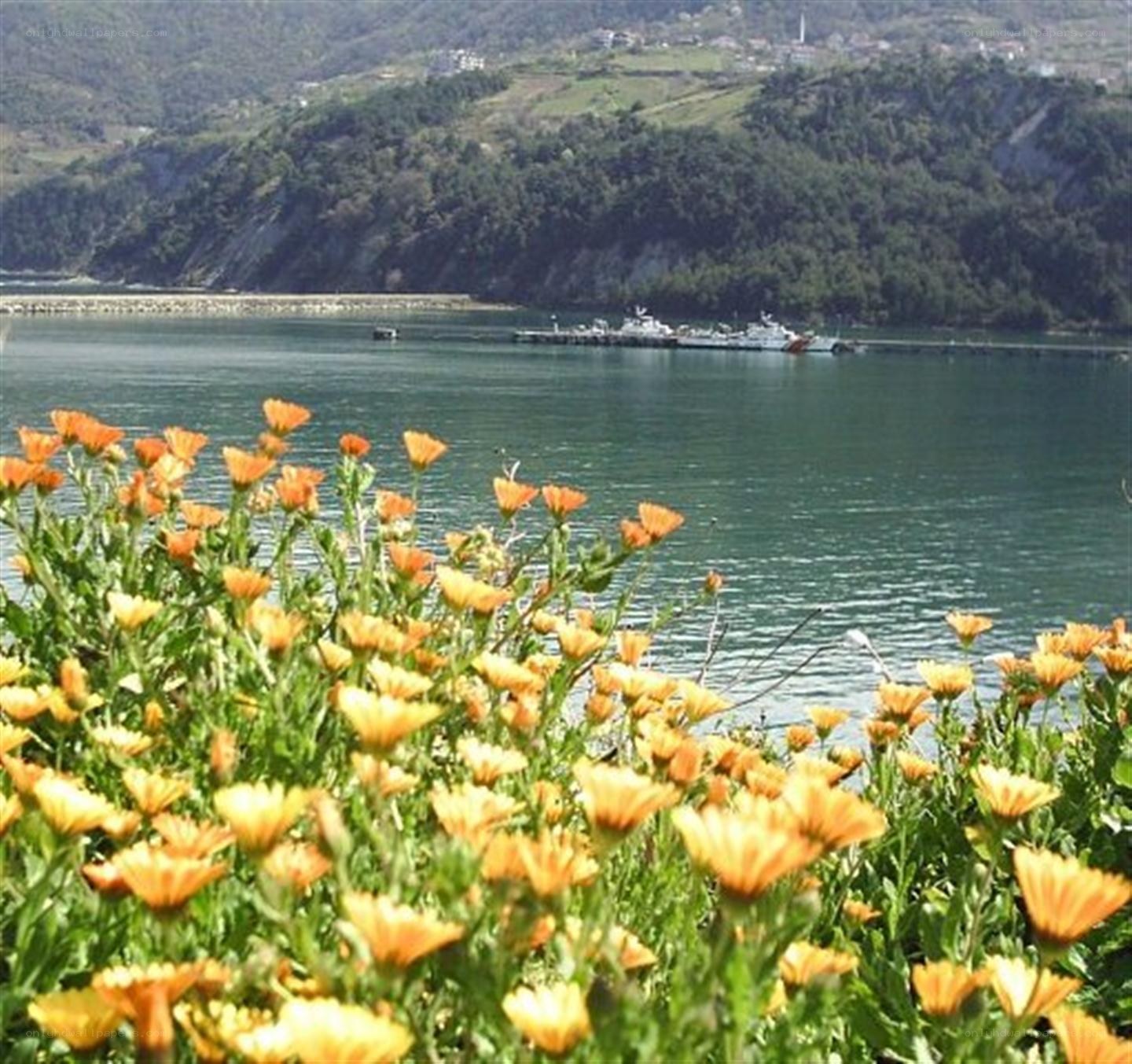Flowers by the water