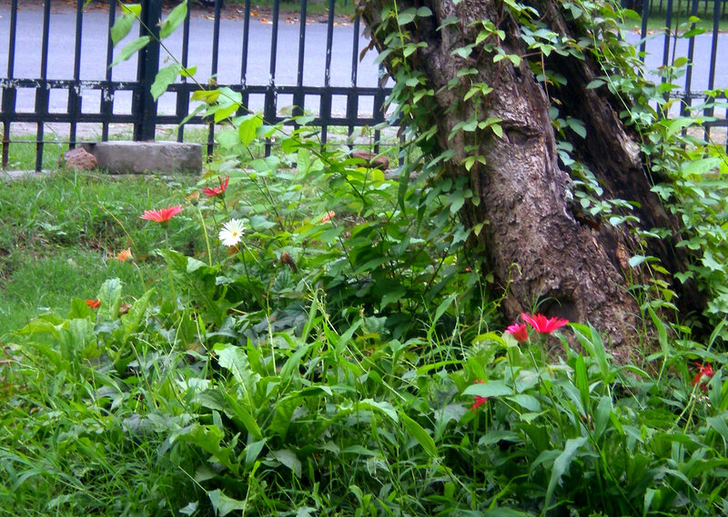 Flowers by Tree Trunk