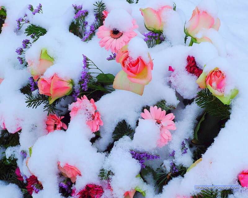 flowers covered in snow
