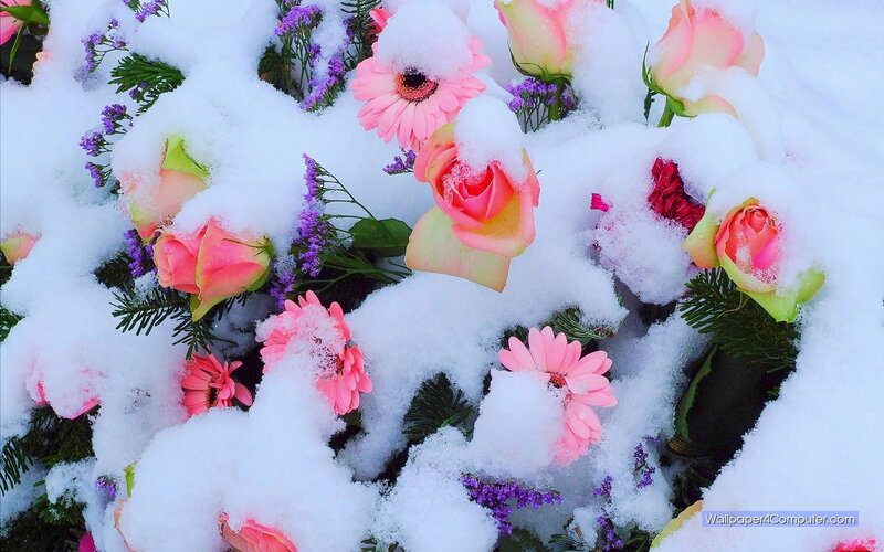 flowers covered in snow