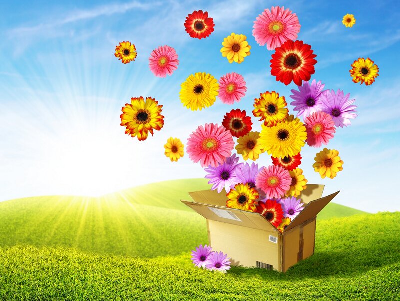 Flowers Emerging from Box