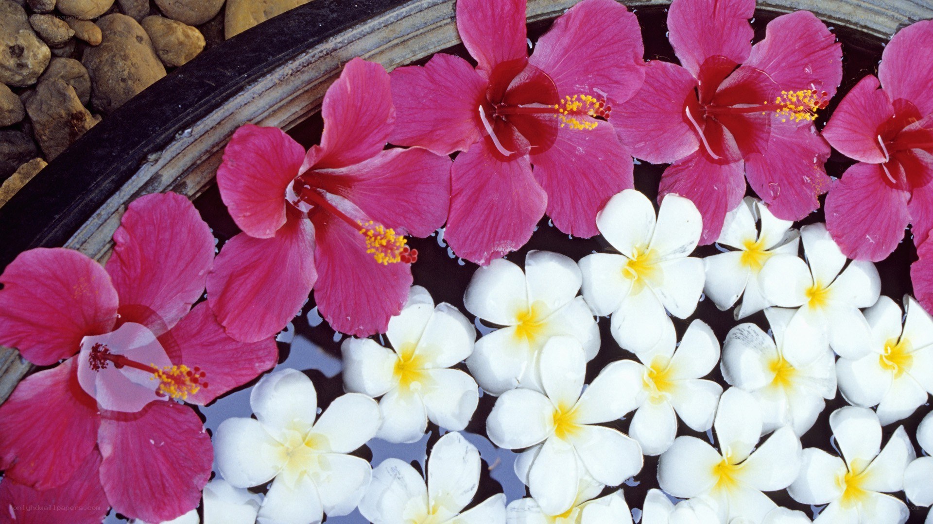 Flowers floating in a bowl