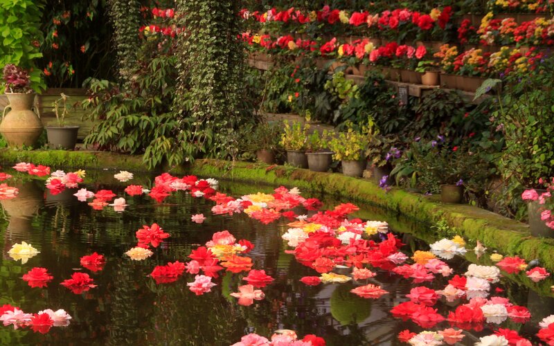 Flowers Floating in Pond