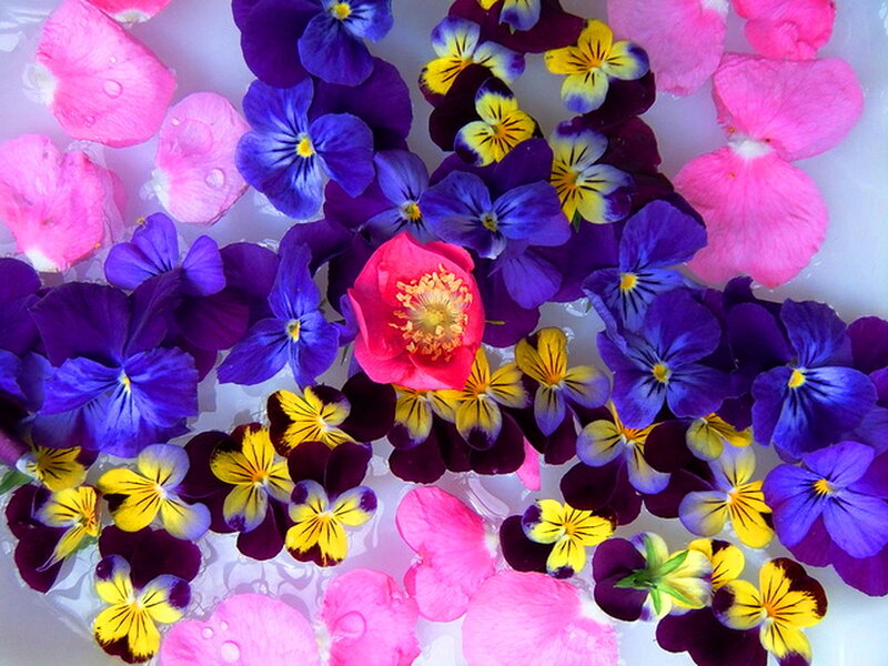Flowers Floating in Water — Pink, Calm