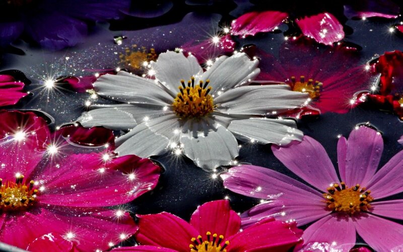 Flowers Floating in Water — Pink, Dreamy
