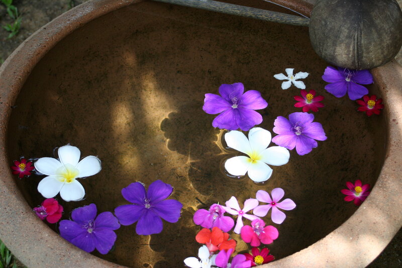 Flowers Floating in Water — Purple