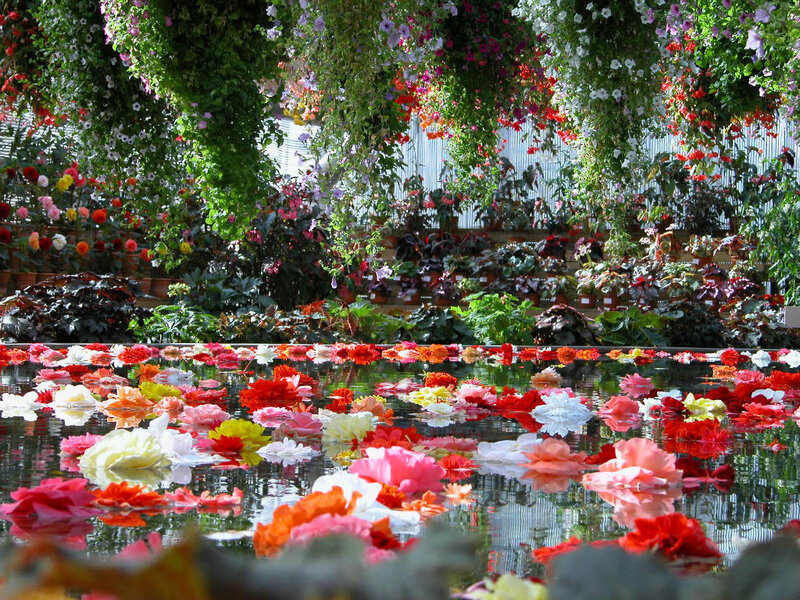 Flowers Floating in Water — Red, Serene