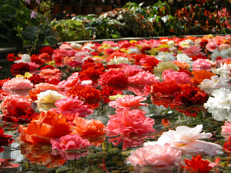 Flowers Floating in Water — Red