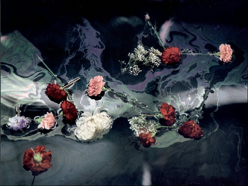 Flowers Floating in Water