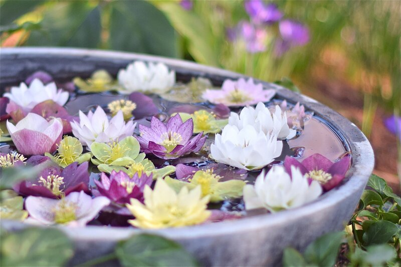 Flowers Floating in Water — White, Serene, Afternoon