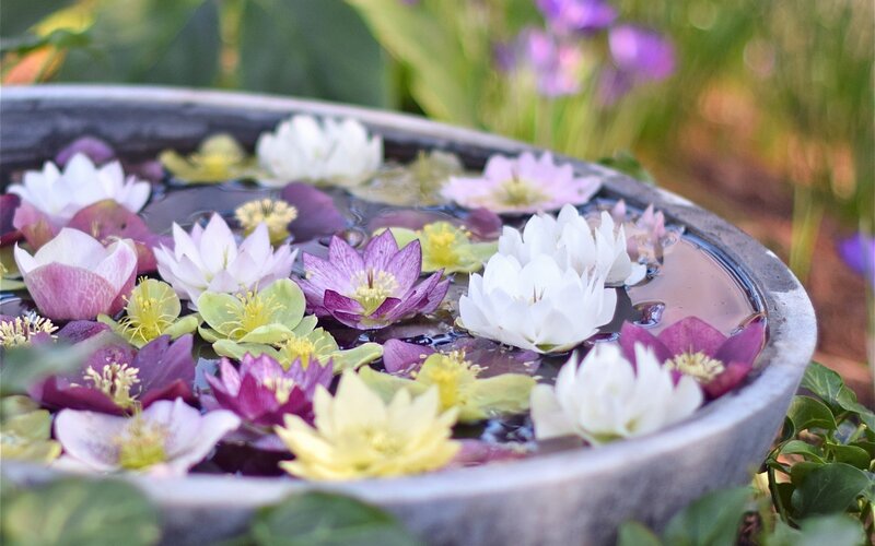 Flowers Floating in Water — White, Serene
