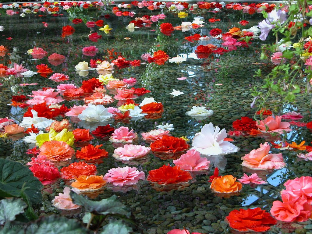 flowers floating on water