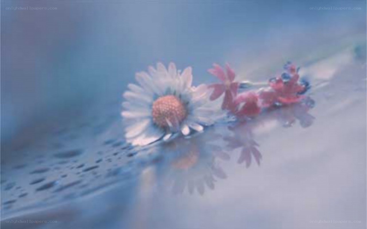 flowers floating on water