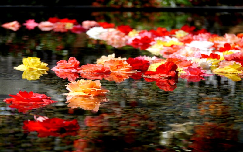 Flowers Floating on Water — Red, Serene