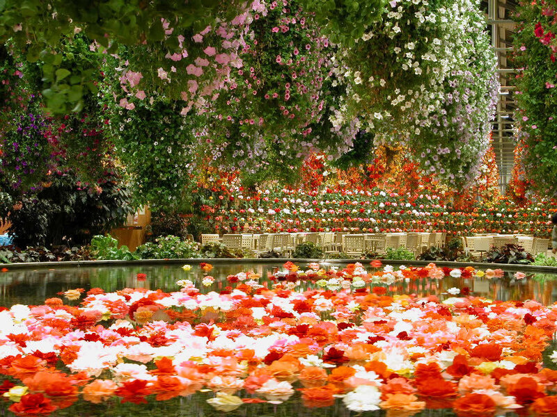 Flowers Floating on Water — Red