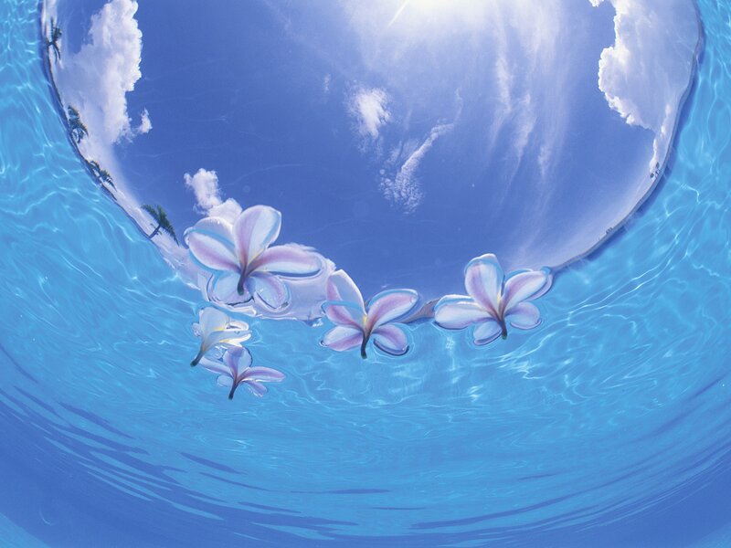 flowers floating on water