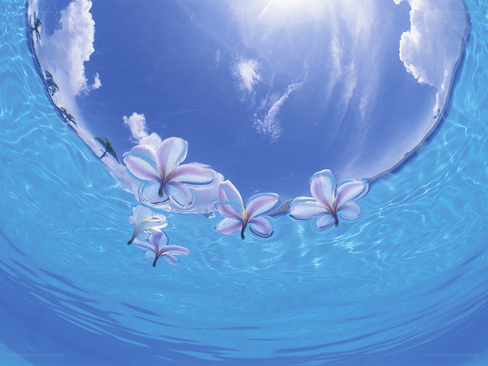 flowers floating on water