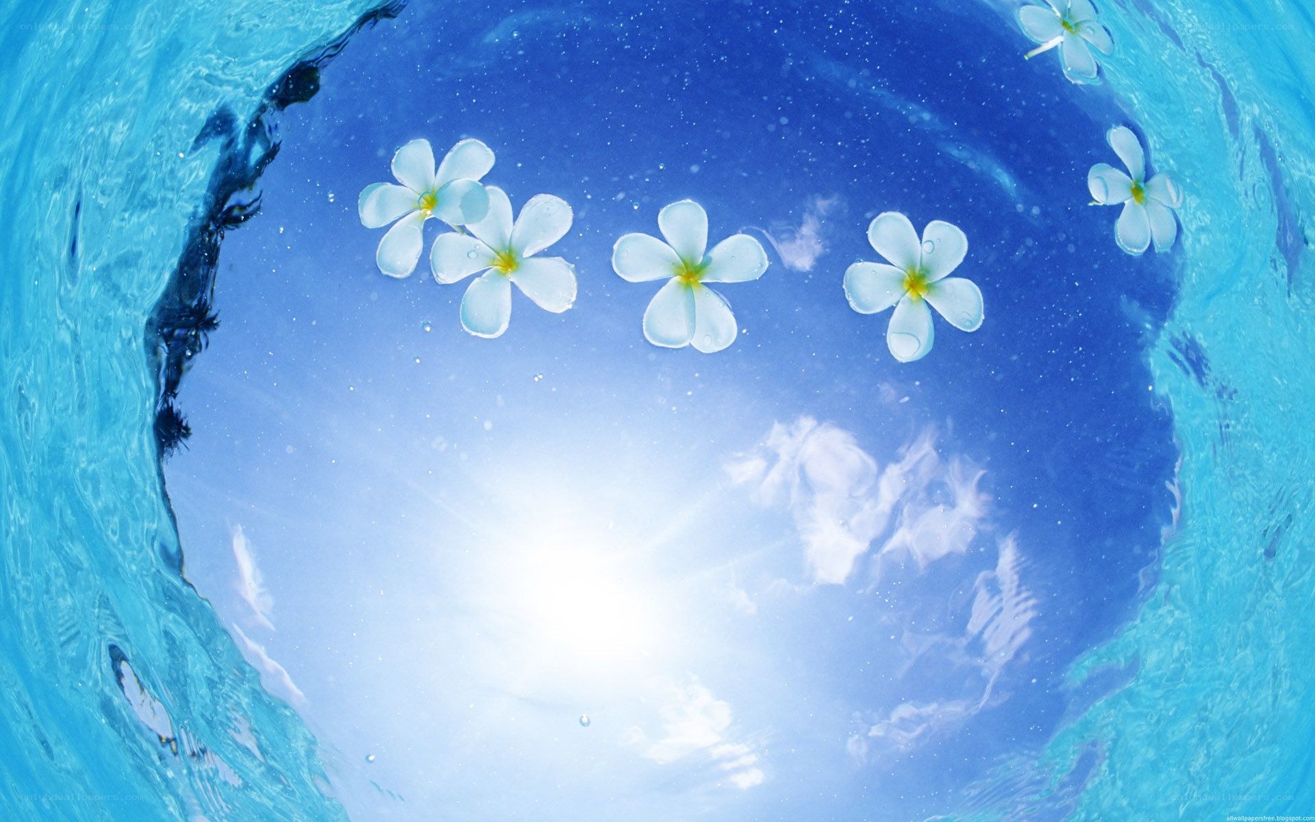 flowers floating underwater