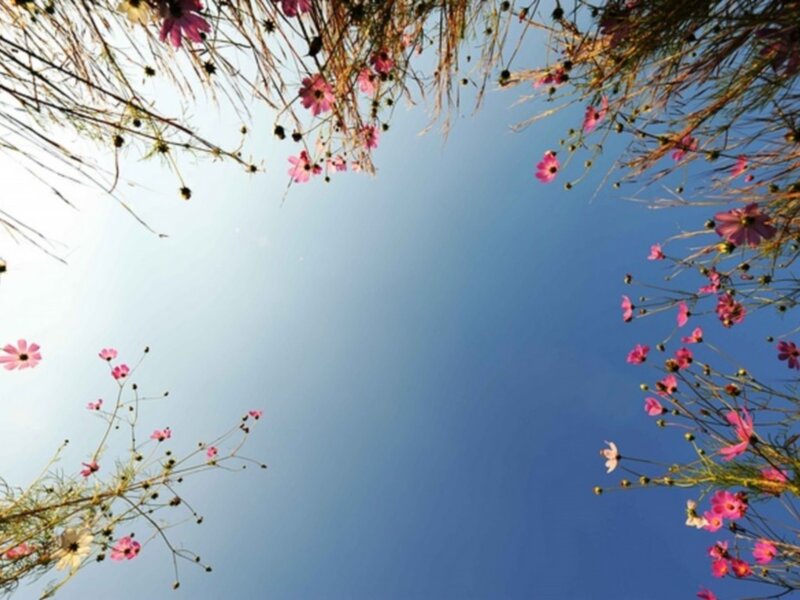 flowers framing blue sky