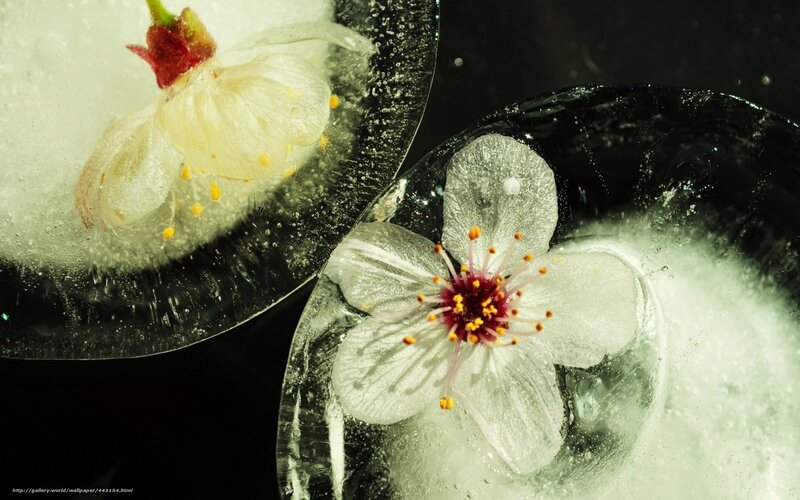 flowers frozen in ice