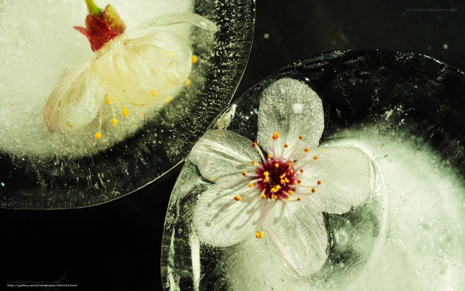 flowers frozen in ice