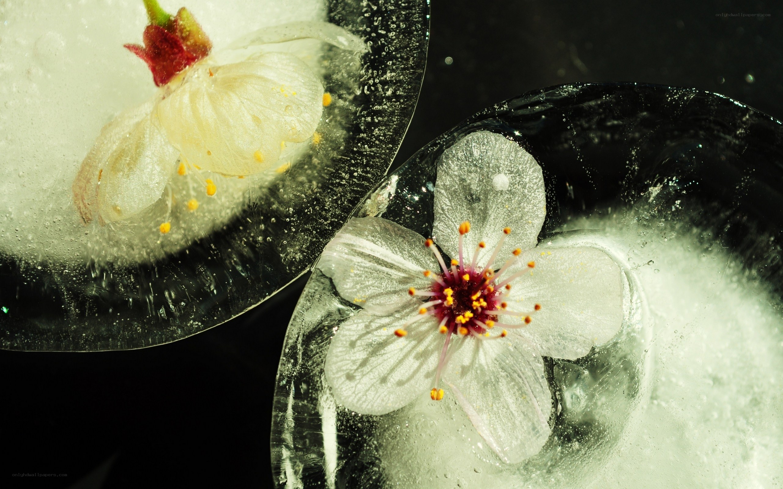 flowers frozen in ice