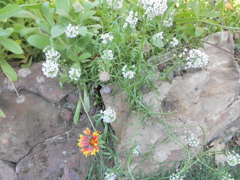 flowers growing in a rock wall