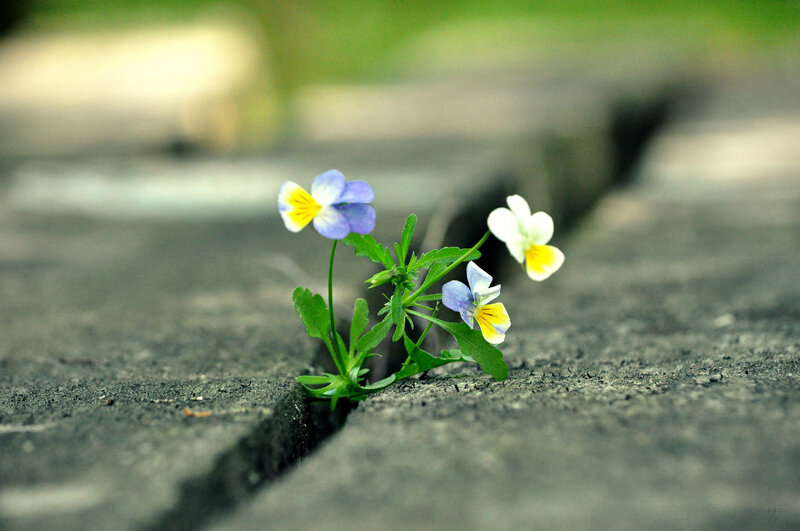Flowers Growing in Crack