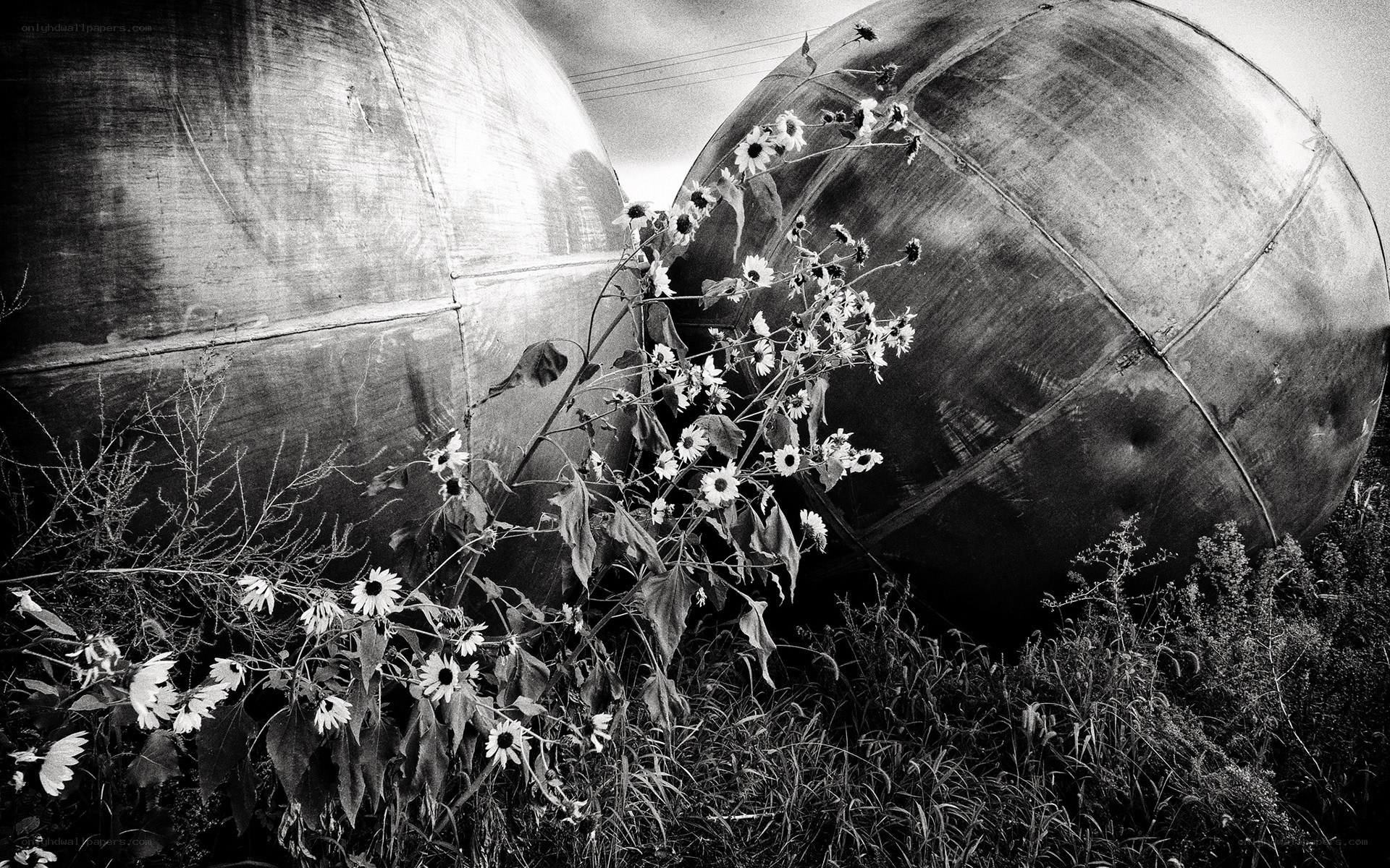 Flowers growing near metal domes