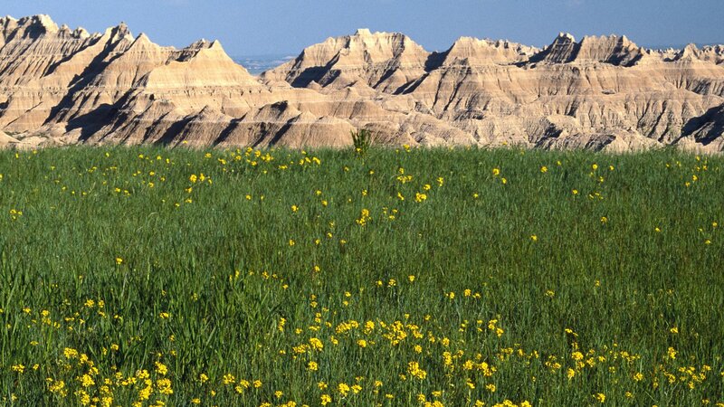 Flowers in a canyon landscape
