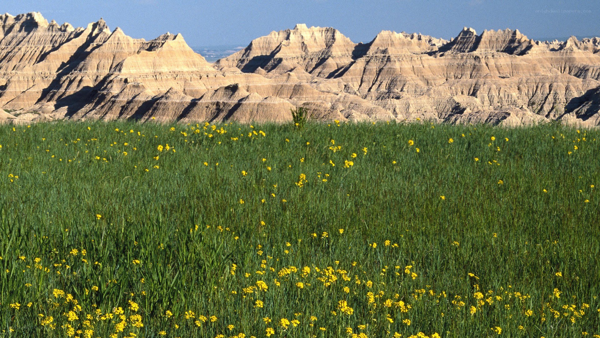 Flowers in a canyon landscape