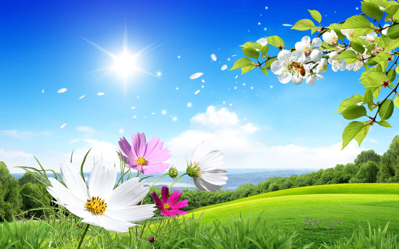 Flowers in a Field — Green, Serene