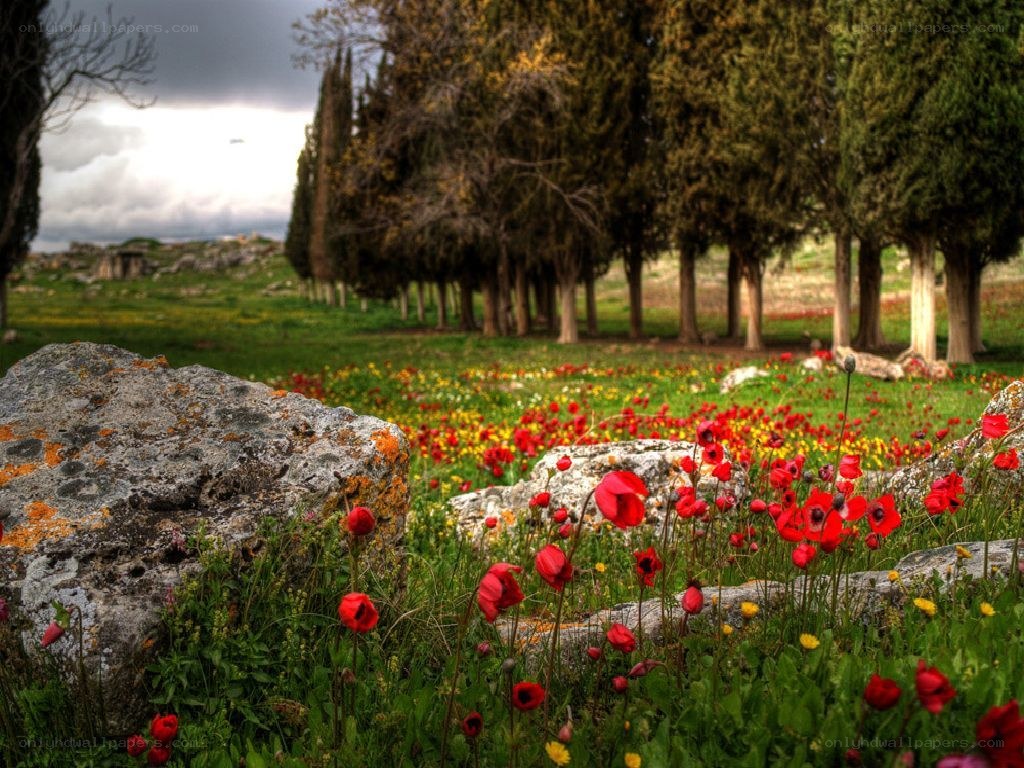 Flowers in a field with cypress trees