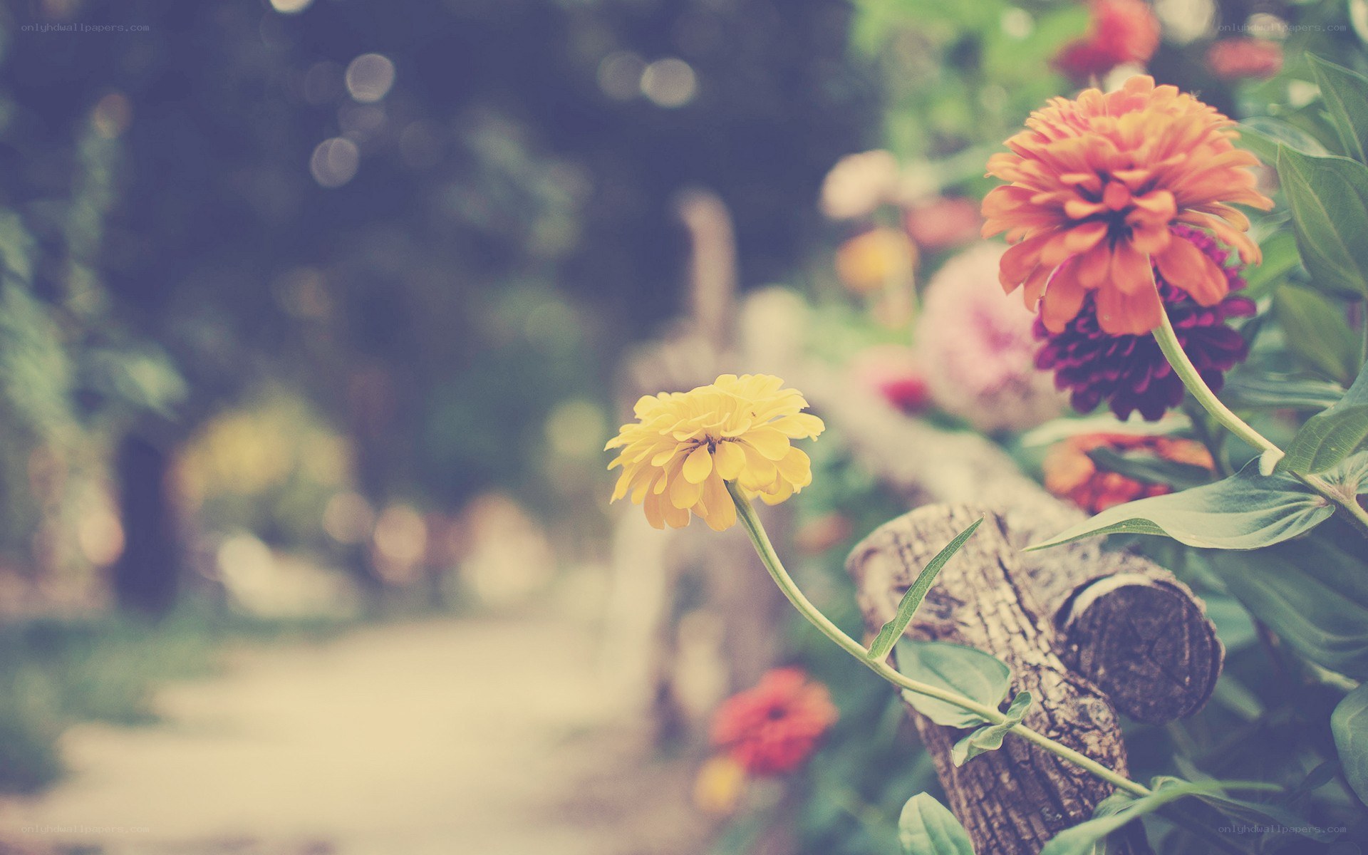 Flowers in a garden path