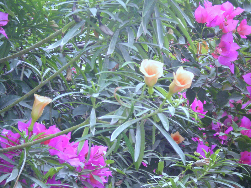 Flowers in a garden