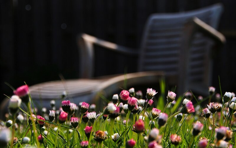Flowers in a garden with chair