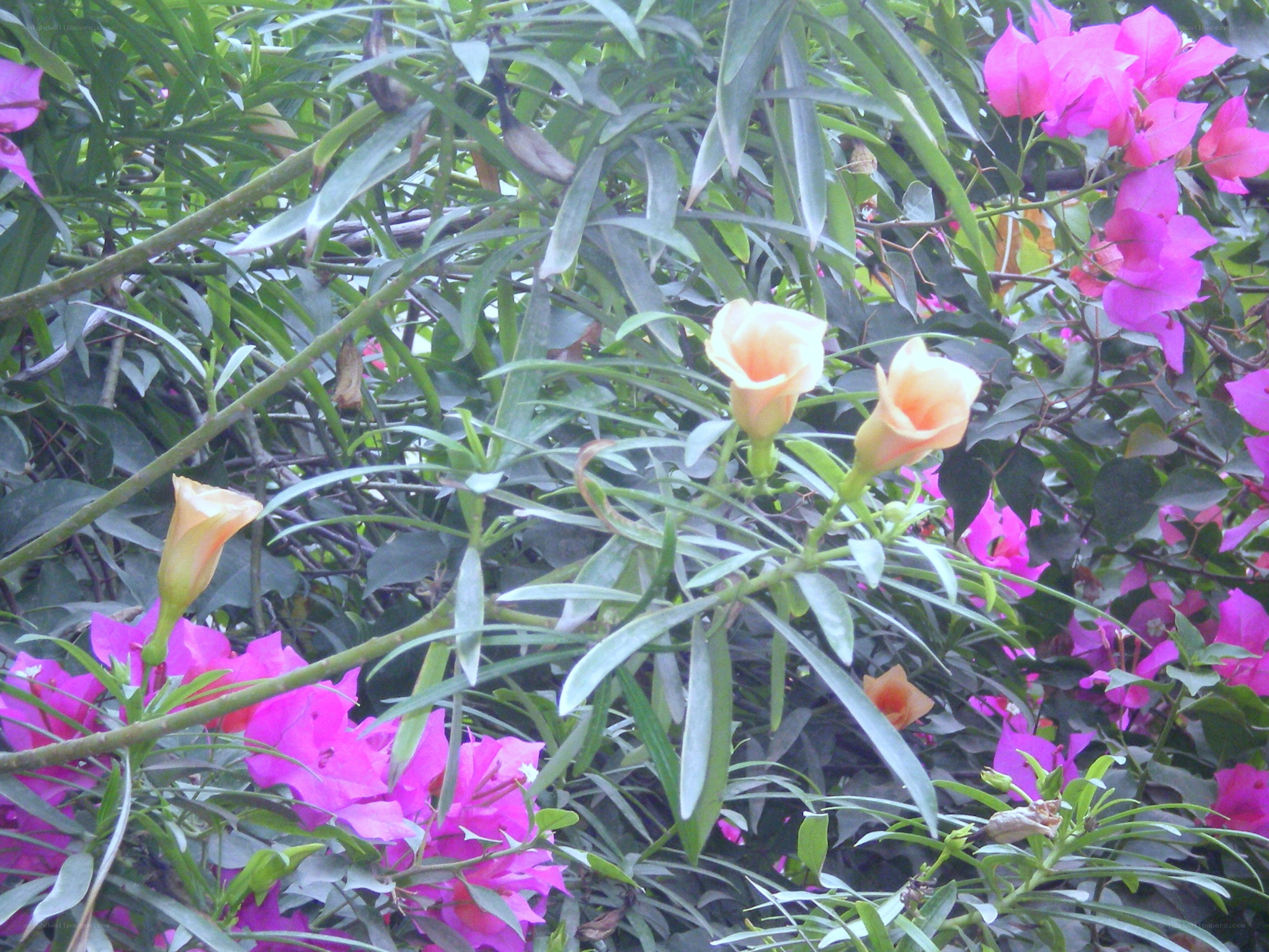 Flowers in a garden